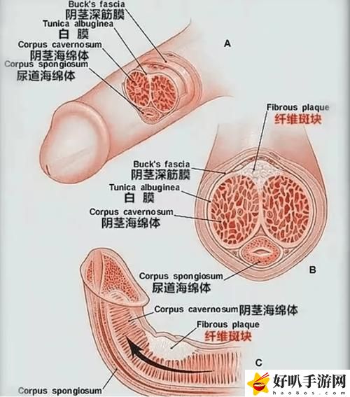 《勃起》無刪減版揭秘
